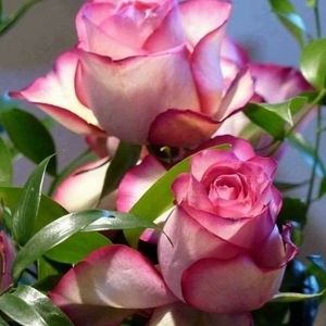 Meet your Posher, Ana